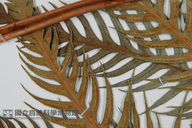 臺灣狗脊蕨藏品圖，第5張