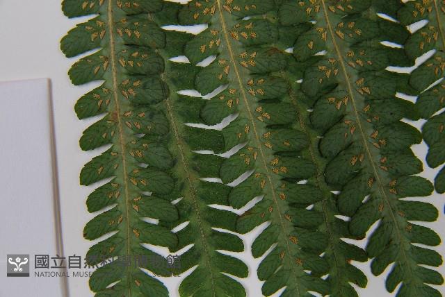 亞蹄蓋蕨藏品圖，第6張