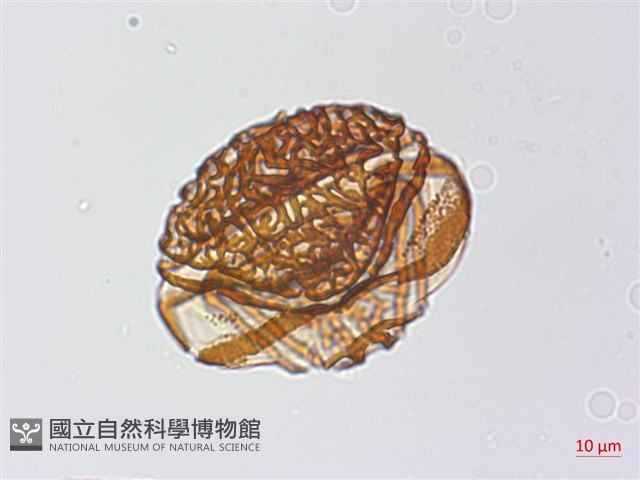 粉葉蕨藏品圖，第7張