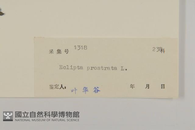 鱧腸藏品圖，第3張