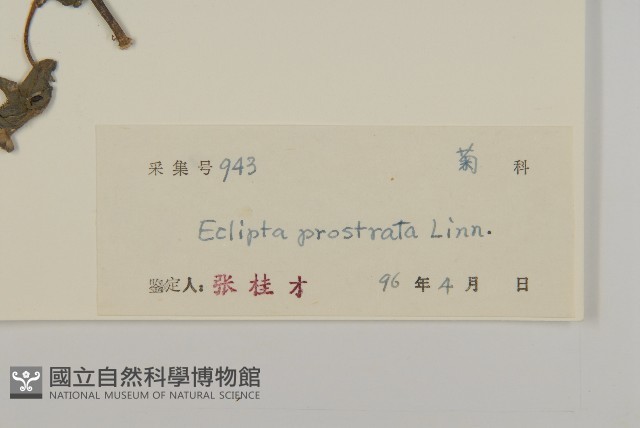 鱧腸藏品圖，第3張