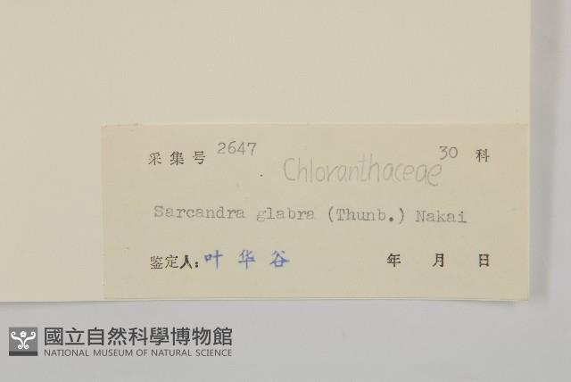 草珊瑚、紅果金粟蘭藏品圖，第3張