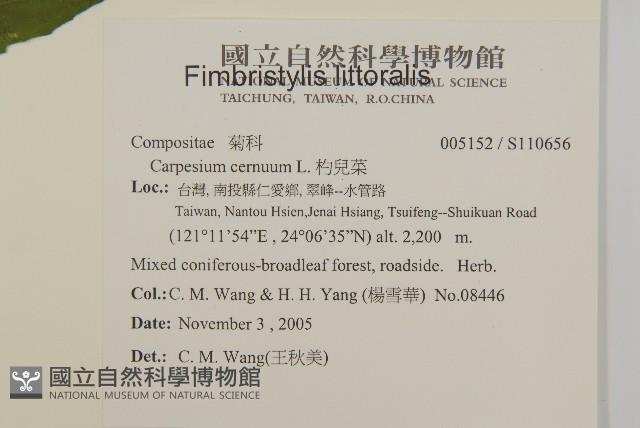 杓兒菜藏品圖，第4張