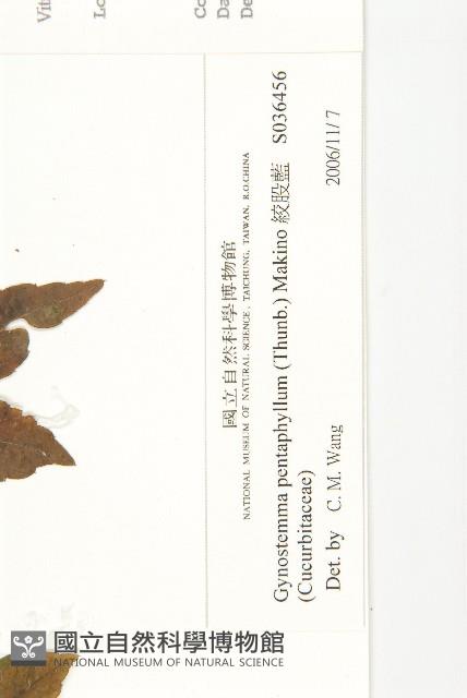 絞股藍藏品圖，第3張