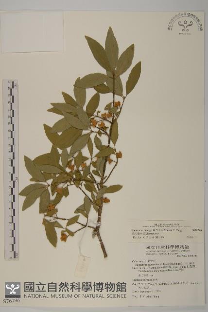 黃氏衛矛藏品圖，第4張