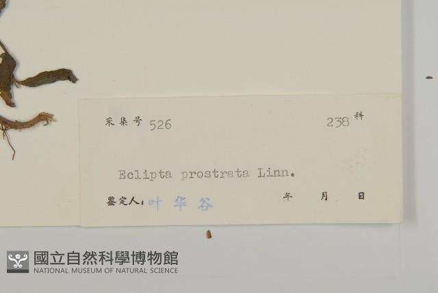 鱧腸藏品圖，第3張