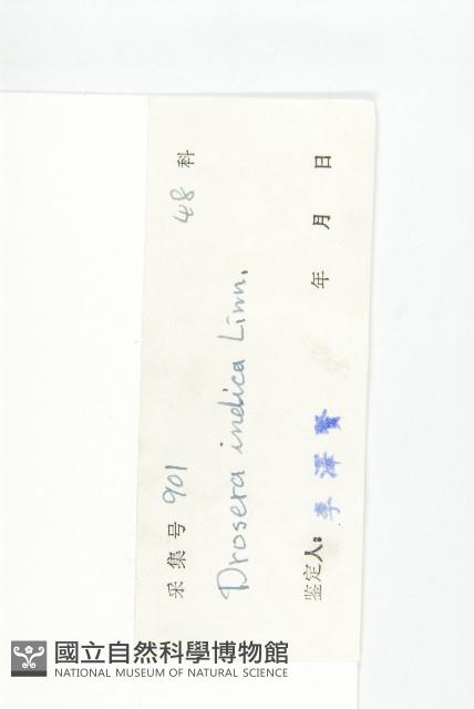 長葉茅膏菜藏品圖，第3張