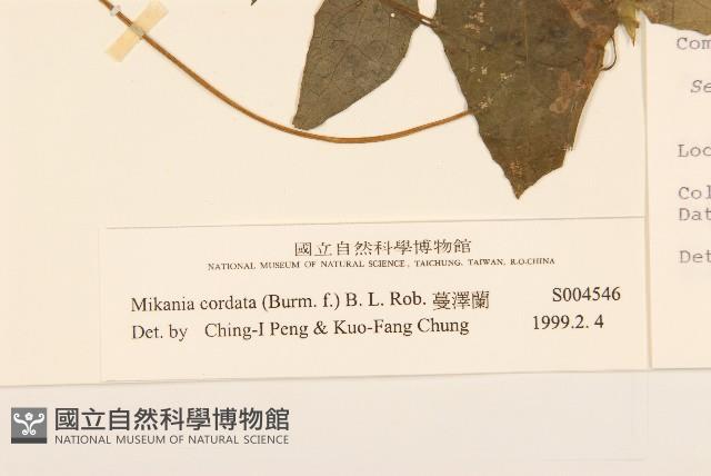 蔓澤蘭藏品圖，第3張