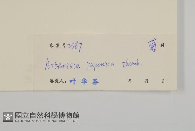 牡蒿藏品圖，第3張