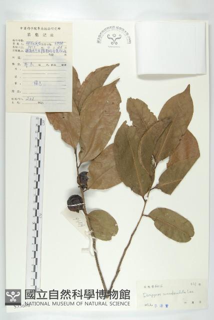 五指山柿藏品圖，第4張