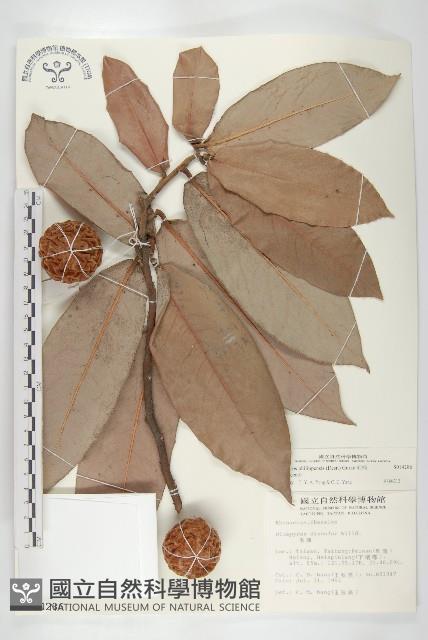 毛柿藏品圖，第3張