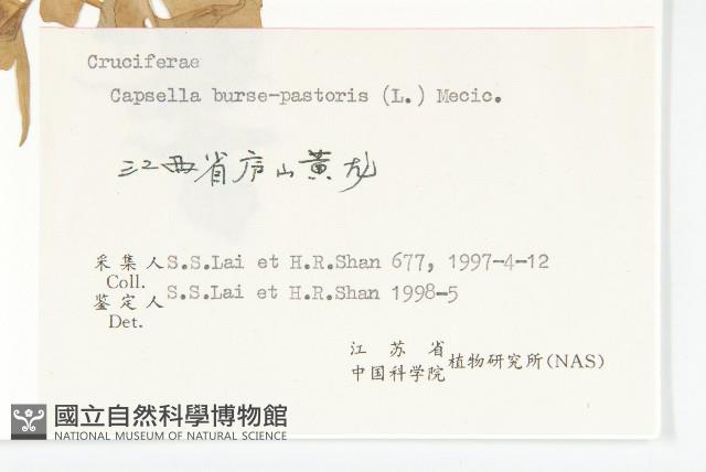 薺藏品圖，第3張