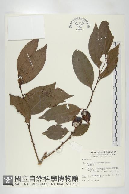 山紅柿藏品圖，第3張