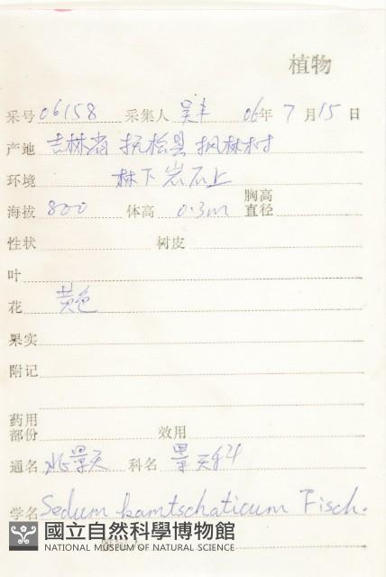 卵葉菜欒藤藏品圖，第4張