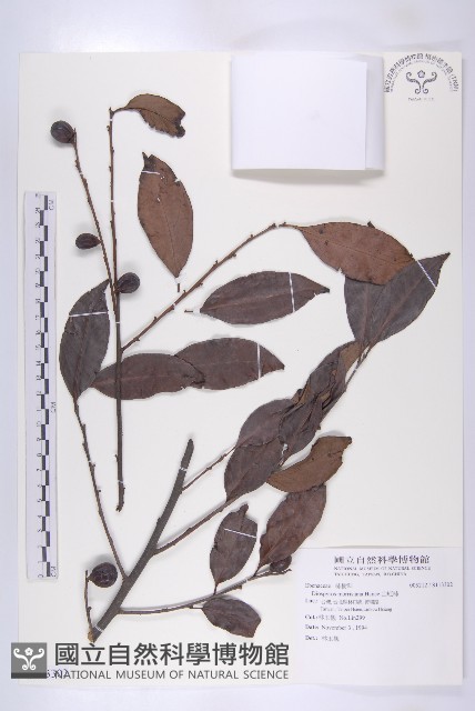 山紅柿藏品圖，第3張
