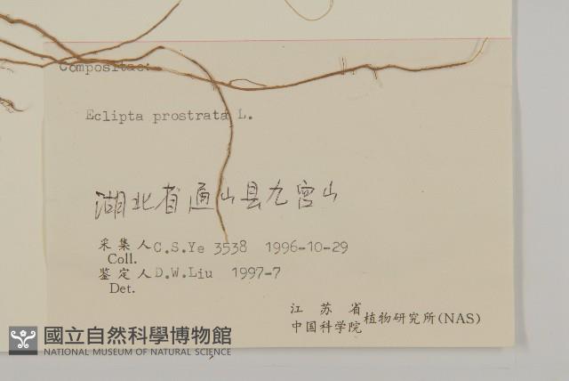 鱧腸藏品圖，第3張