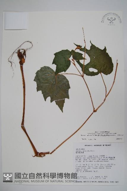 裂葉秋海棠藏品圖，第3張