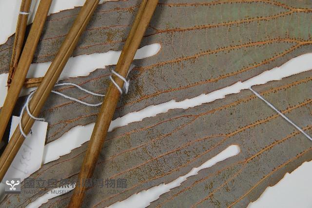 雙扇蕨藏品圖，第4張