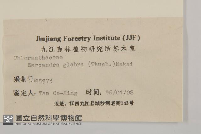 草珊瑚、紅果金粟蘭藏品圖，第3張