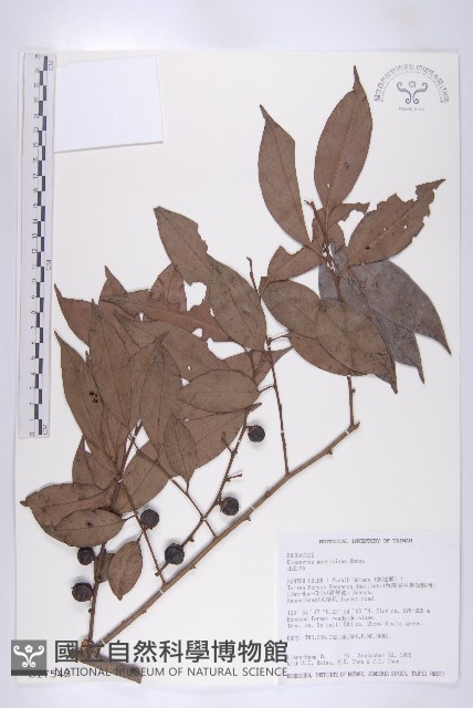 山紅柿藏品圖，第3張