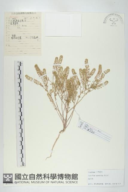 翠菊藏品圖，第4張