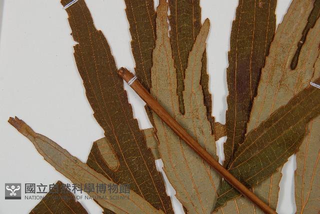 雙扇蕨藏品圖，第4張