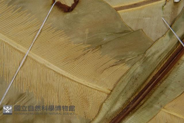 南洋山蘇花藏品圖，第3張