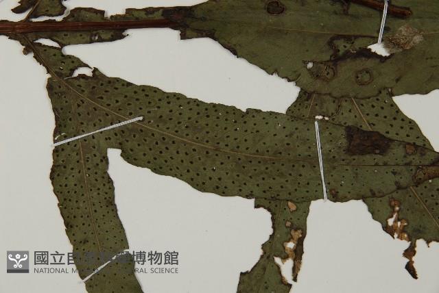翅柄三叉蕨藏品圖，第4張