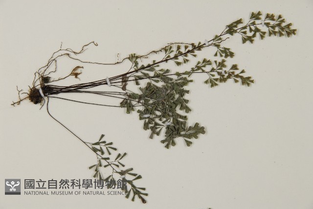 臺灣高山鐵線蕨藏品圖，第4張