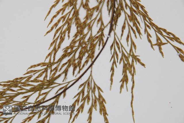 威氏鐵角蕨藏品圖，第4張