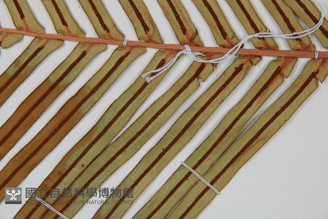 烏毛蕨藏品圖，第3張