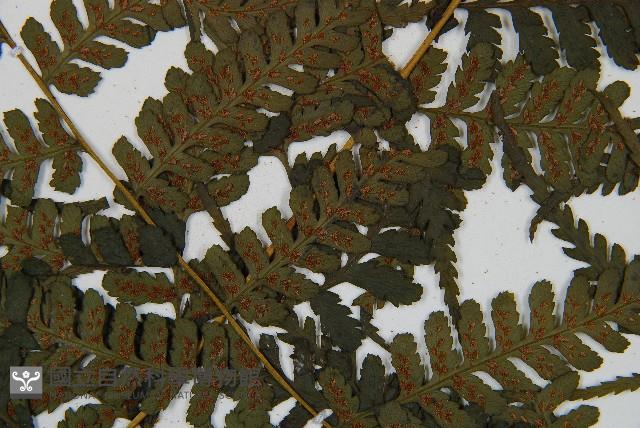 川上氏雙蓋蕨藏品圖，第4張