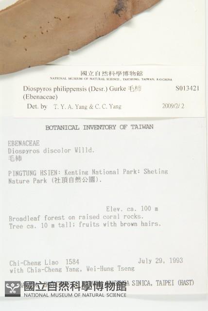 毛柿藏品圖，第4張