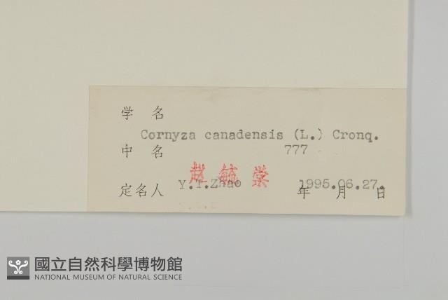 加拿大蓬藏品圖，第3張