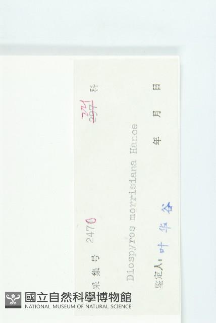 山紅柿藏品圖，第3張