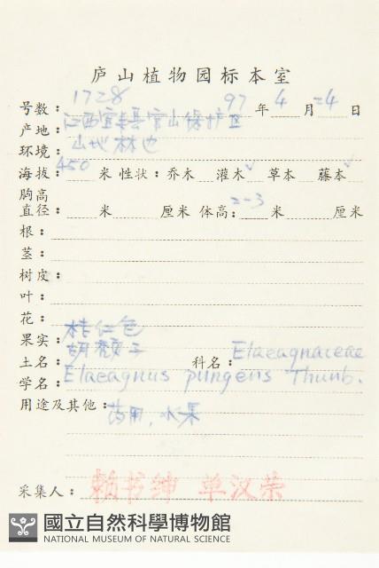 牯嶺鳳仙花藏品圖，第4張