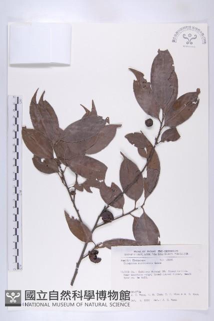 山紅柿藏品圖，第3張