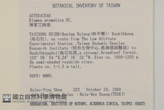 薄葉艾納香藏品圖，第4張