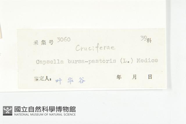 薺藏品圖，第3張