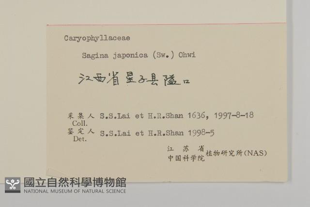 瓜槌草、漆姑草藏品圖，第3張