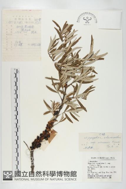 醋柳藏品圖，第4張