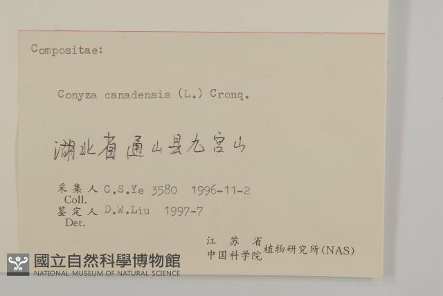 加拿大蓬藏品圖，第3張