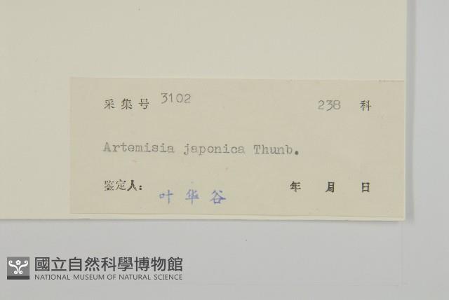 牡蒿藏品圖，第3張