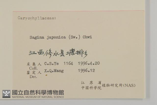 瓜槌草、漆姑草藏品圖，第3張