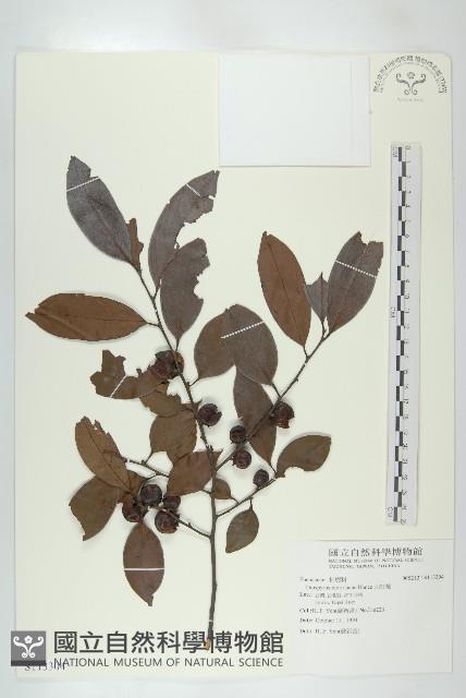 山紅柿藏品圖，第3張