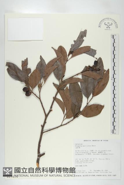 山紅柿藏品圖，第3張