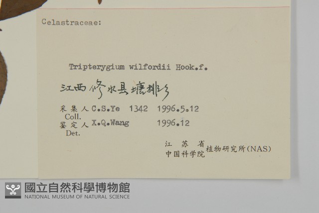 雷公藤藏品圖，第3張