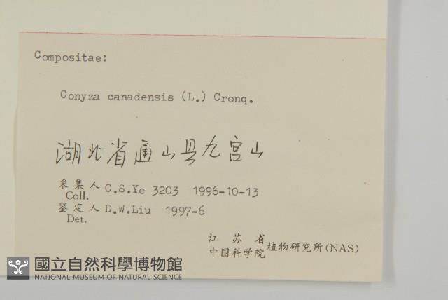 加拿大蓬藏品圖，第3張