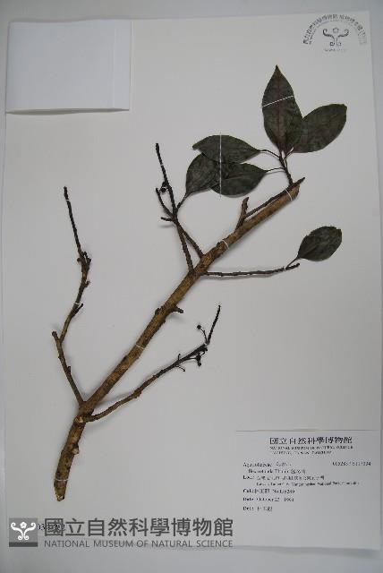 鐵冬青藏品圖，第3張