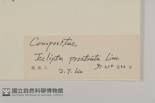 鱧腸藏品圖，第3張